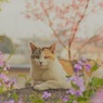 花と猫