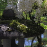藤のある風景