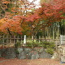 紅葉の能仁寺1