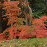 紅葉の能仁寺3