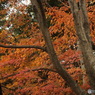 紅葉の能仁寺4