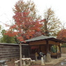 紅葉の能仁寺10
