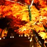 黄金色の秋　DSC_4481