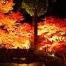 紅と黄金の世界が　DSC_4529