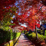 紅葉のトンネル