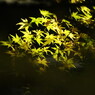 秋を探して　紅葉