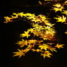 秋を探して　紅葉　Ⅱ