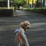 見返りメロン