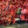 紅光
