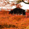 紅を望む