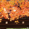 紅葉の能仁寺12