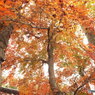 紅葉の能仁寺13