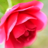 山茶花の微笑み