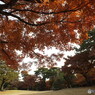 秋の殿ヶ谷戸庭園4