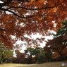 秋の殿ヶ谷戸庭園4