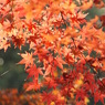 秋の殿ヶ谷戸庭園10