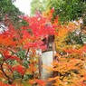 南禅寺☆篆額の赤らむほどの照葉かな☆