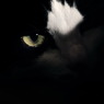on a night with a full moon …