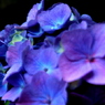 紫陽花