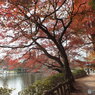 井の頭恩賜公園2