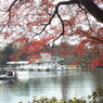 井の頭恩賜公園3