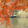 井の頭恩賜公園6