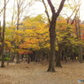 井の頭恩賜公園9
