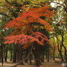 井の頭恩賜公園10