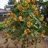 花瓶にさしたら、ゴッホみたいになりますか？