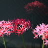 影の花