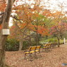 井の頭恩賜公園18