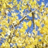 Autumn Yellow