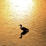 夕陽