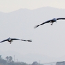 コウノトリの飛翔