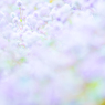 鎌倉の雪