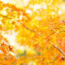ラスト紅葉 I