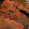 紅葉 (3)