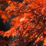 紅葉 (10)