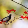 野鳥を探して　シジュウカラ
