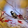 野鳥を探して　シジュウカラ　Ⅱ