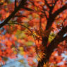 PO4-1M 35mm F2