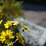 PO4-1M 35mm F2