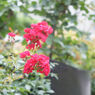 Canon SE 45mm F1.9