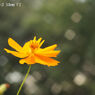 HELIOS-44-2 58mm F2