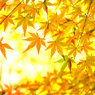ラスト紅葉 II