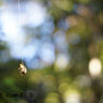 Canon SE 45mm F1.9
