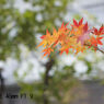 Canon SE 45mm F1.9