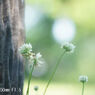 Jupiter3 50mm F1.5