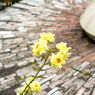 Canon SE 45mm F1.9