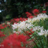 PO4-1M 35mm F2